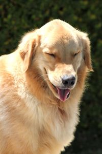 Close-up of dog outdoors