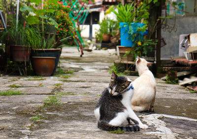 Cat sitting by potted plants