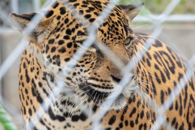 Close-up of a jaguar  looking away