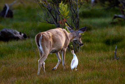 Deer in a field