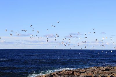 Flock of birds flying over sea