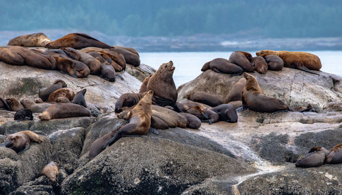 Rocks on beach against sky