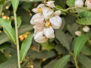 Close-up of white flowers blooming outdoors