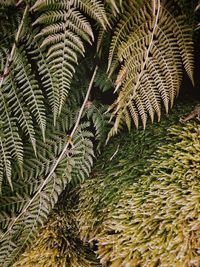 High angle view of pine tree on field