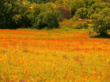 Yellow flowers growing on field against orange sky
