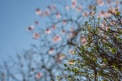 Low angle view of cherry blossoms against sky