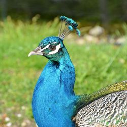 Close-up of peacock perching outdoors