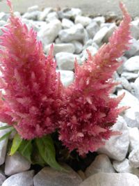 Close-up of pink flowers