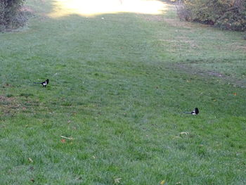 View of birds on grassy field