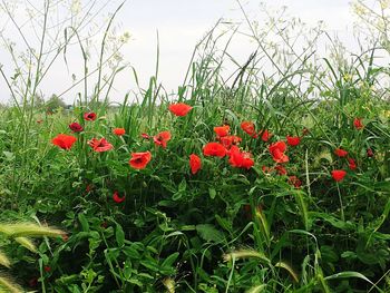 Red poppy flowers on field against sky