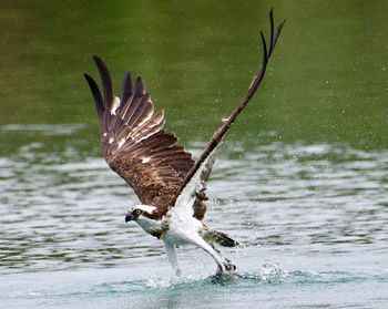 Close-up of eagle flying over sea