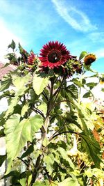 Low angle view of flowers against sky