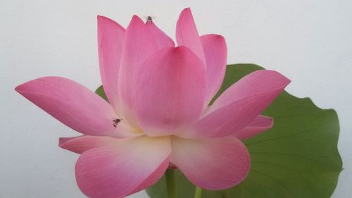 Close-up of pink flowers