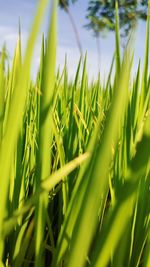 Full frame shot of grass