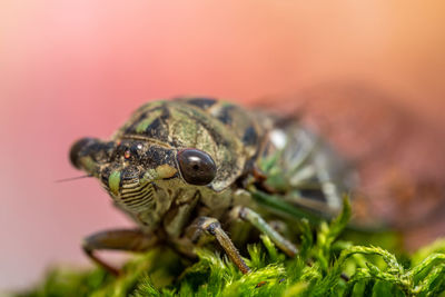 Close-up of insect