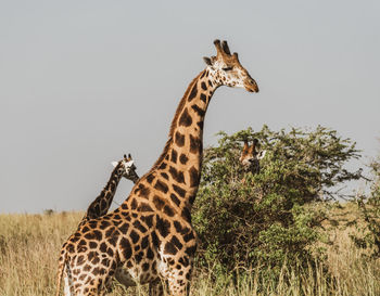 View of giraffes against clear sky