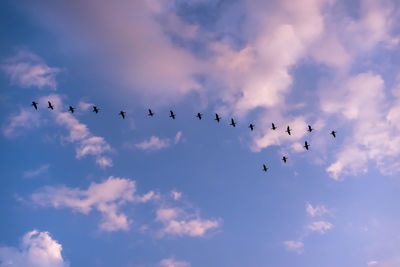 Low angle view of birds flying in sky