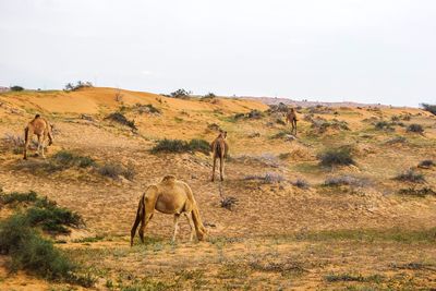 Camels on landscape against clear sky