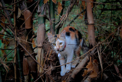 Cat looking away on tree in forest
