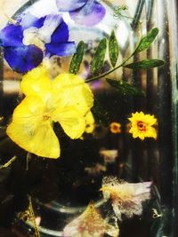 Close-up of yellow flower