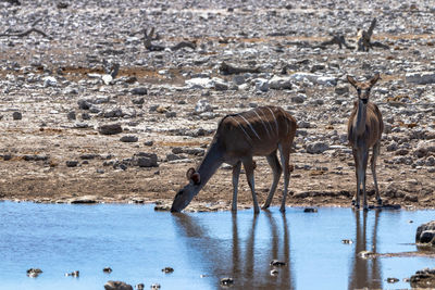 A few kudu drink water in hot day