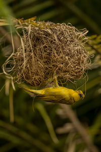 Close-up of bird perching on nest