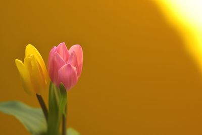 Close-up of pink flower blooming against yellow background