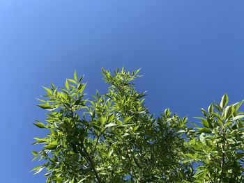 Low angle view of plants against clear blue sky