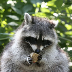 Close-up of raccoon holding apple slice