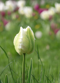 Close-up of white flowering plant