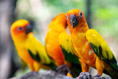 Close-up of parrot perching on yellow flower