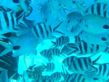 Close-up of fish underwater