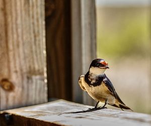 Close-up of bird perching on table