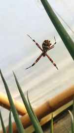 Close-up of spider on plant against sky