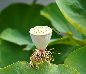 Close-up of plant