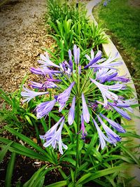 Close-up of purple flowers