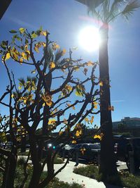 Low angle view of tree against sky