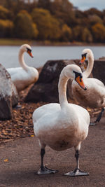 Swans in the lake