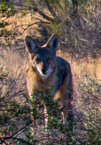 Portrait of cat on tree in forest
