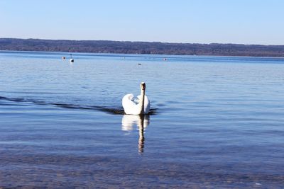 Swan on lake against sky