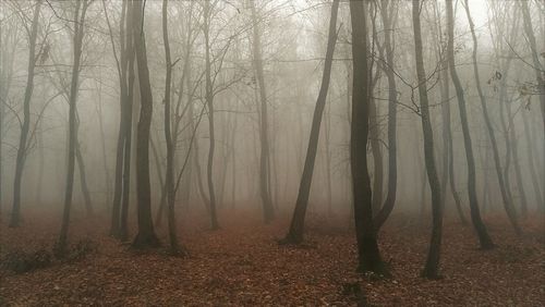Trees in forest during autumn
