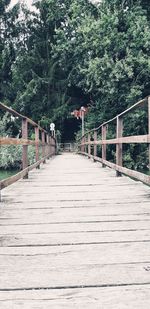 View of footbridge in forest