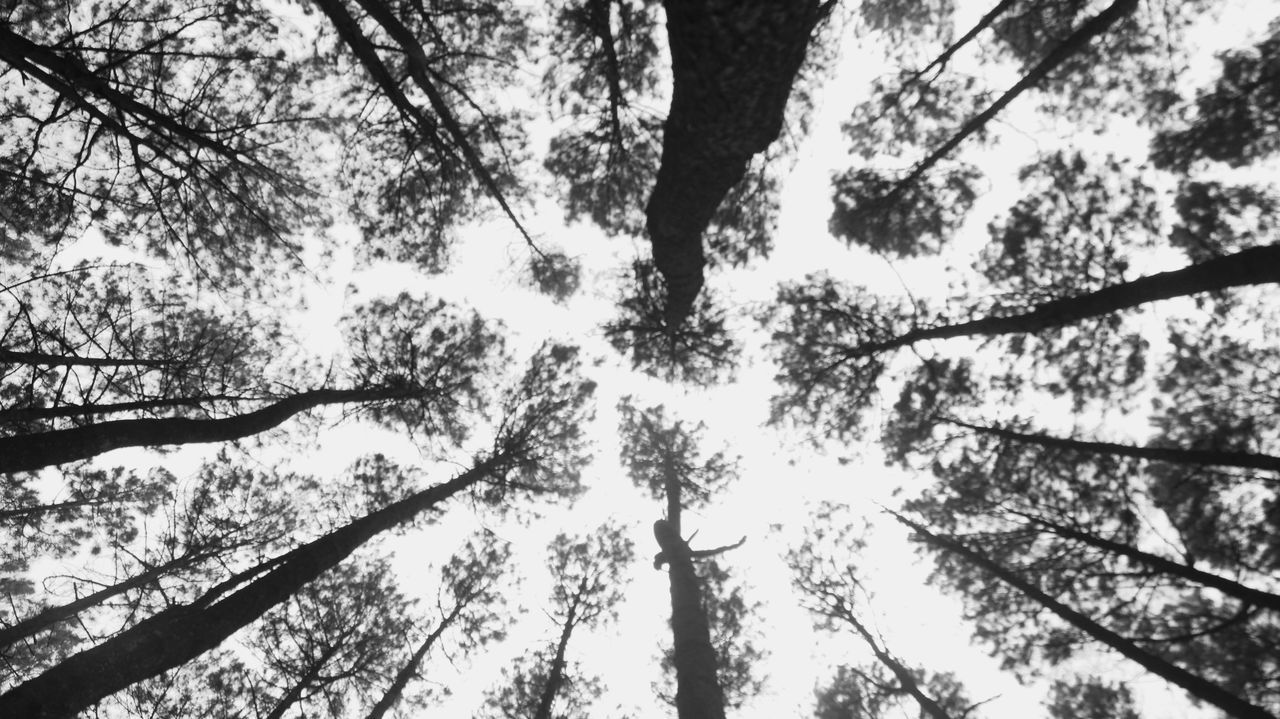 tree, plant, black and white, branch, low angle view, monochrome photography, nature, growth, monochrome, day, beauty in nature, no people, tranquility, tree trunk, forest, sky, trunk, outdoors, leaf, land, backgrounds, directly below