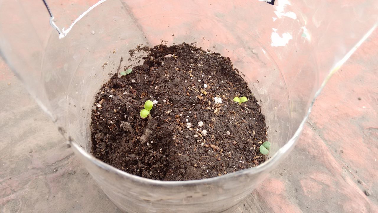 directly above, growth, plant, growing, soil, nature, overhead view, day, outdoors, freshness, fragility, no people, green color, beauty in nature, circle, tranquility, botany