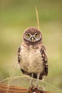 Baby burrowing owl athene cunicularia perched outside its burrow on marco island, florida