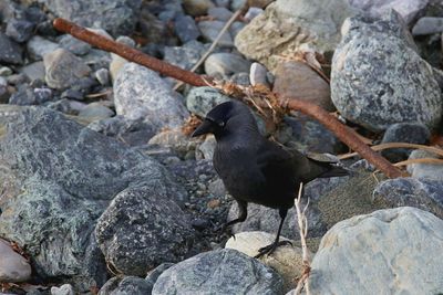 High angle view of bird perching on rock