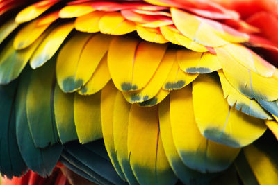 Close-up of yellow flowering plant