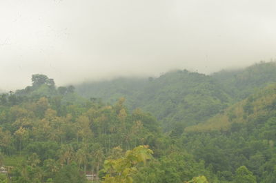 Trees in forest against sky during rainy season