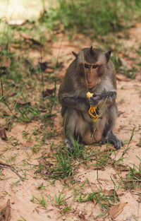 Monkey having banana on land