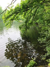Scenic view of lake in forest
